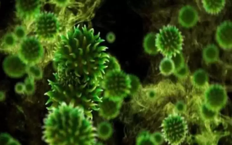 بعد رصد أول إصابة بالفطر الأخضر