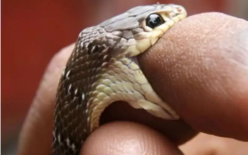 وفاة طفل بلدغة أفعى في اربد