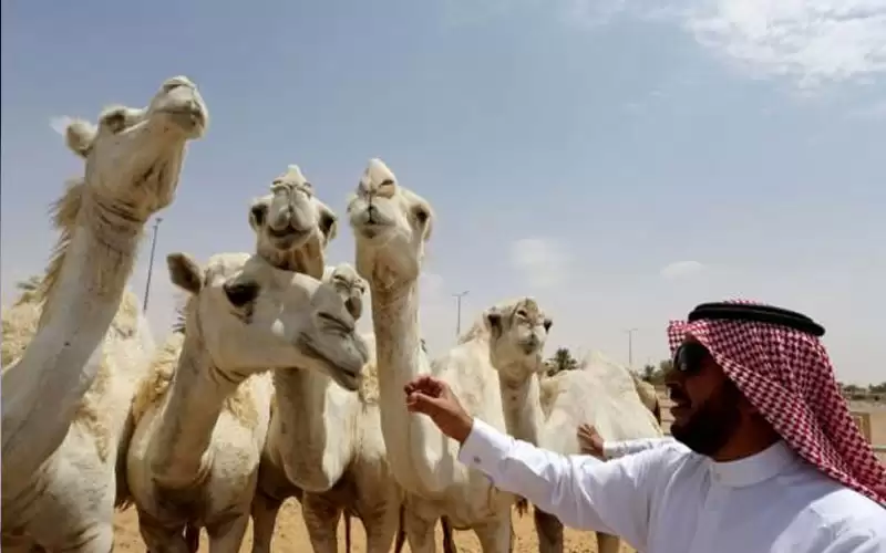 تخصيص يوم عالمي للإبل في السعودية