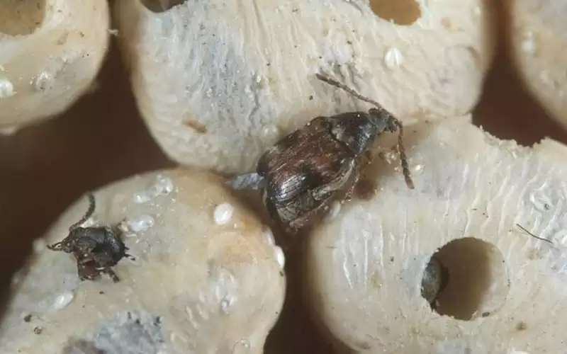 علماء يحددون دور الذكور في التكاثر