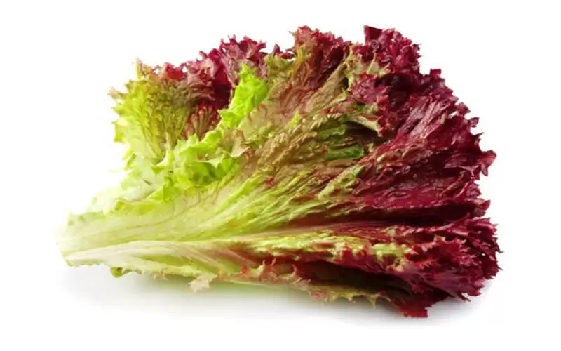 الخس الأحمر .. لفقدان الوزن وتعزيز