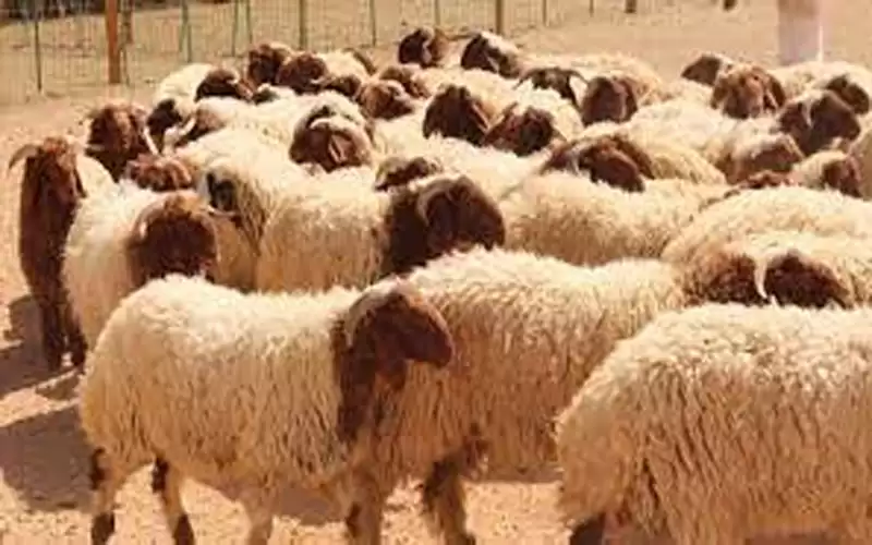 حنيفات: 500 ألف أضحية في السوق