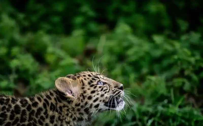 أميركا تبدأ بتطعيم الحيوانات ضد كورونا