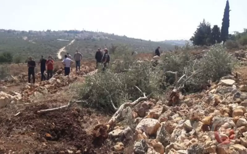 الاحتلال يقتلع 200 شجرة زيتون في