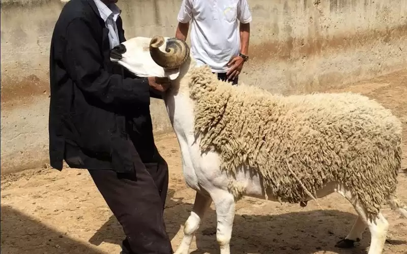 ترجيحات فلكية أردنية: 20 تموز عيد