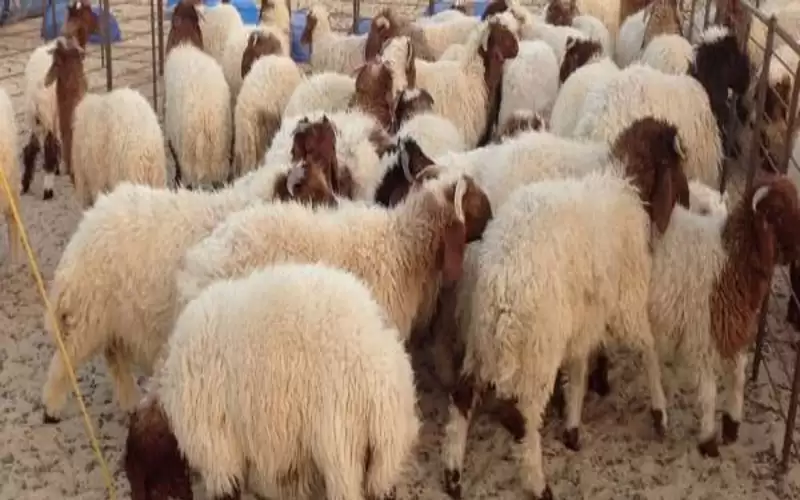 ما حكم قص الشعر والظفر لمن