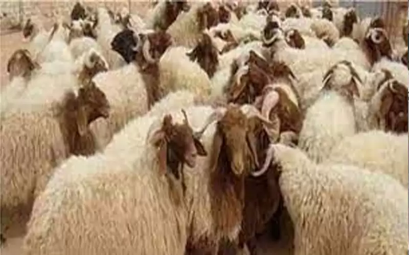 تشديد الرقابة على أسعار بيع الأضاحي