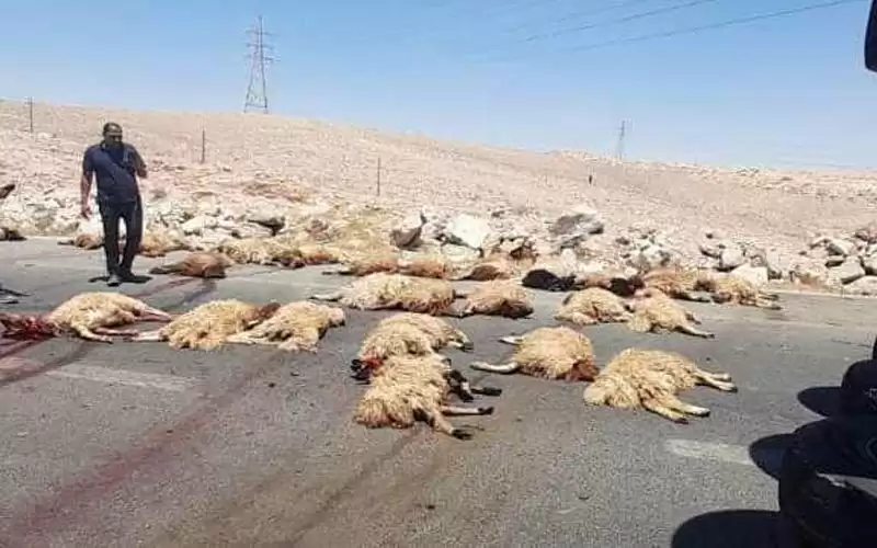 نفوق عدد كبير من الخراف بحادث