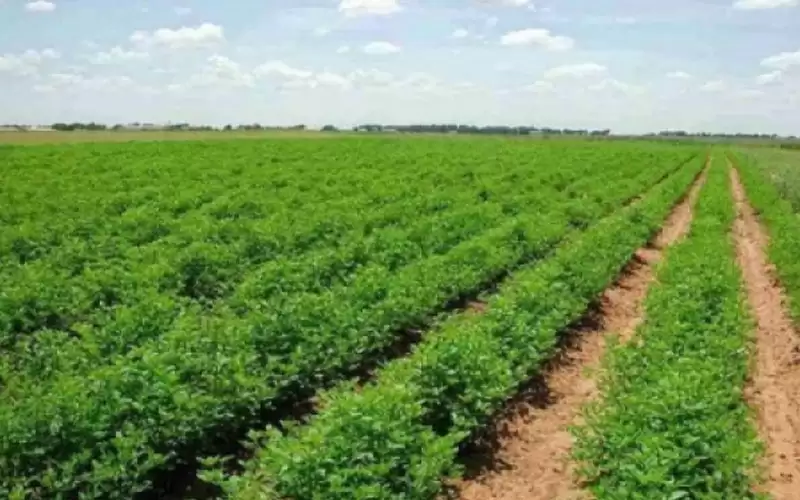 %13.7 انخفاض أسعار المنتجين الزراعيين لنهاية