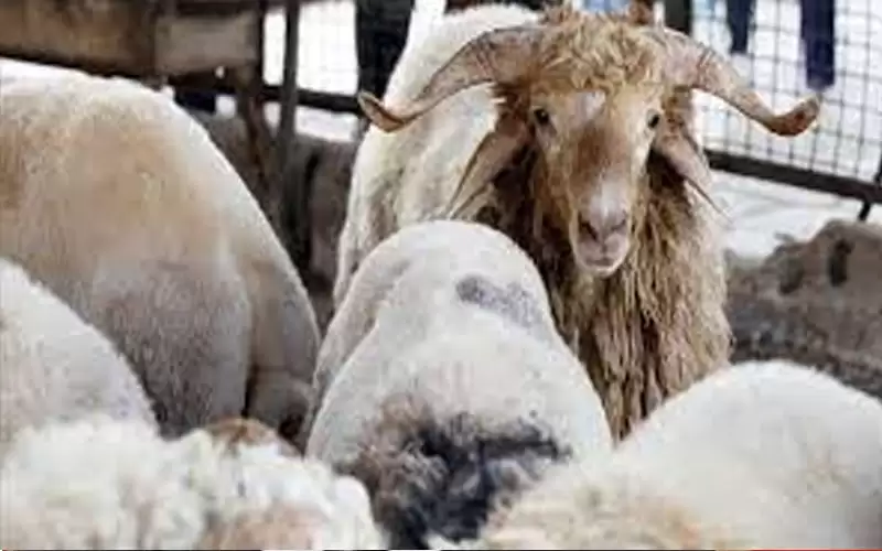 الأمانة: استبدال أي خاروف لا يصلح