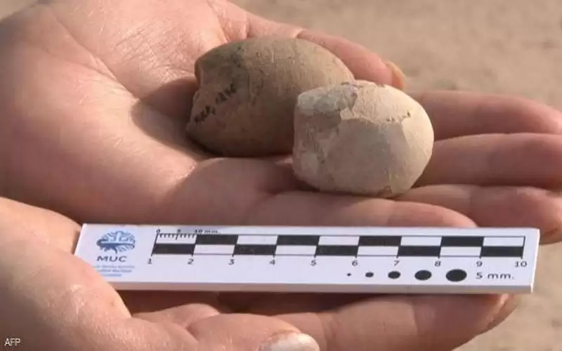 اكتشاف علمي مثير .. بيوض طيور