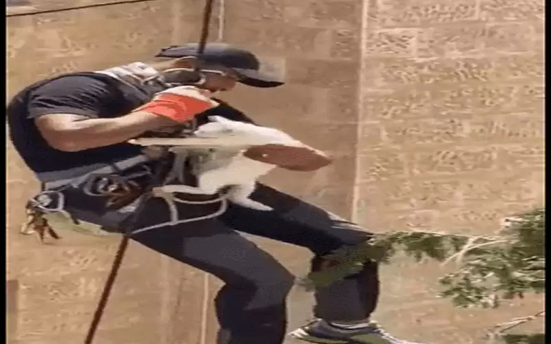 أردني يخاطر بحياته لإنقاذ قط
