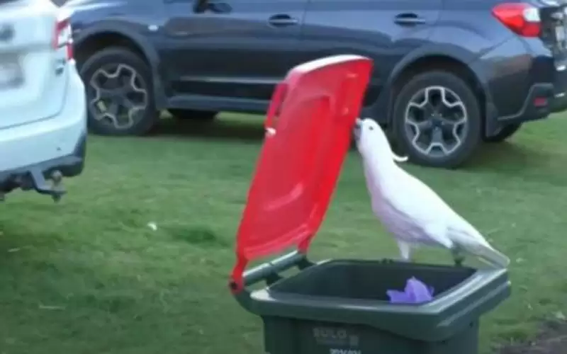 ببغاوات تعلم بعضها السرقة في استراليا