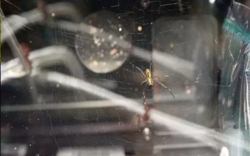 العناكب تثير ذعر رائدة فضاء بالمحطة