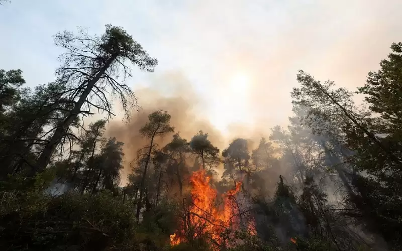 حرائق الغابات في اليونان تستعر والأمطار