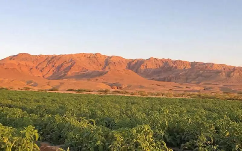 الحرارة بغور الصافي تسجل 47.9 درجة