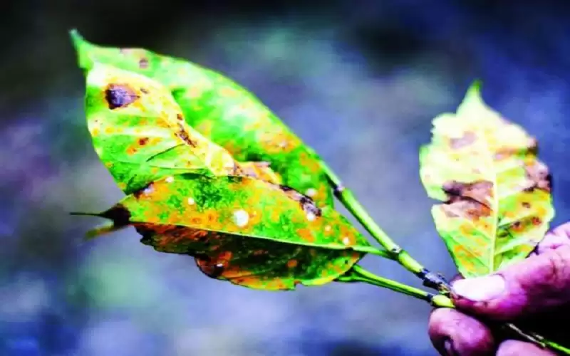 تغير المناخ يعزز الإنتاجية الزراعية