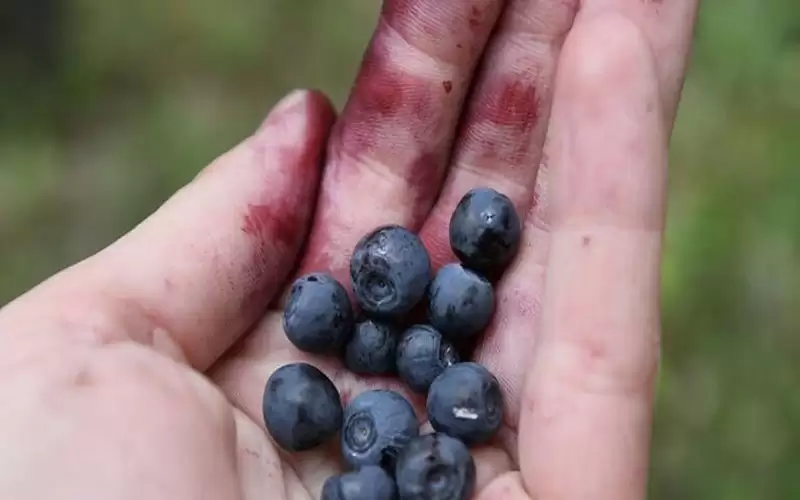 3 فرنسيين معرضون للسجن لجمعهم التوت