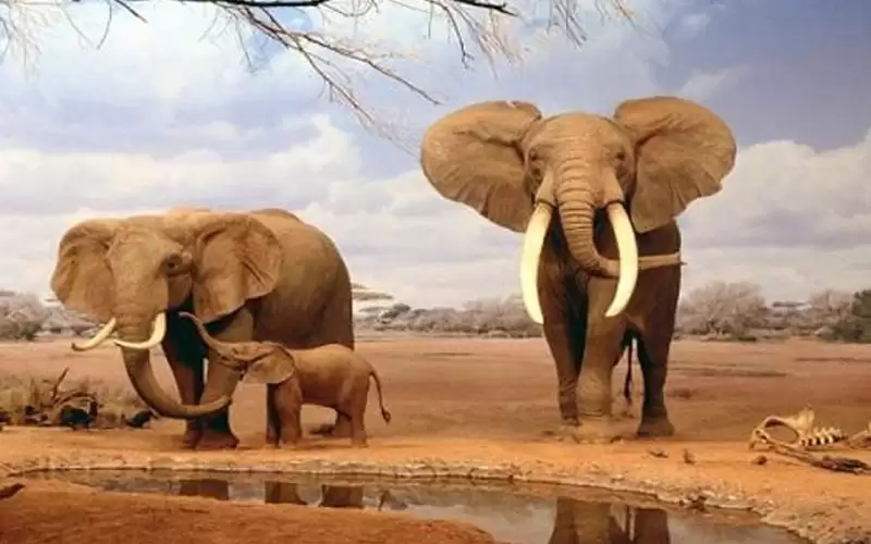 مزاد في ناميبيا.. يمكنك شراء فيل