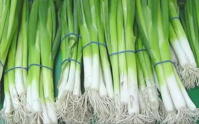 خصائص فريدة للبصل الأخضر.. تعرف عليها