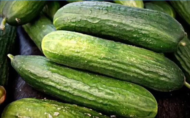 فوائد الخيار