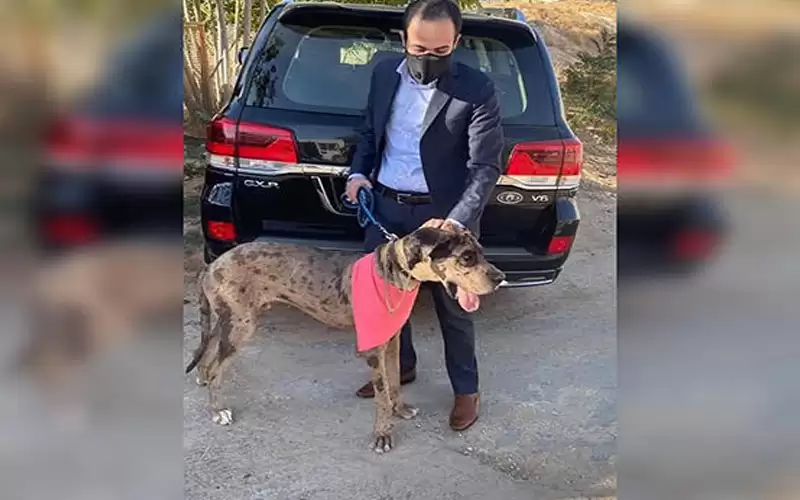 العثور على الكلب (رعد)