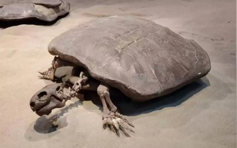 اكتشاف بيضة سلحفاة تعود لـ90 مليون