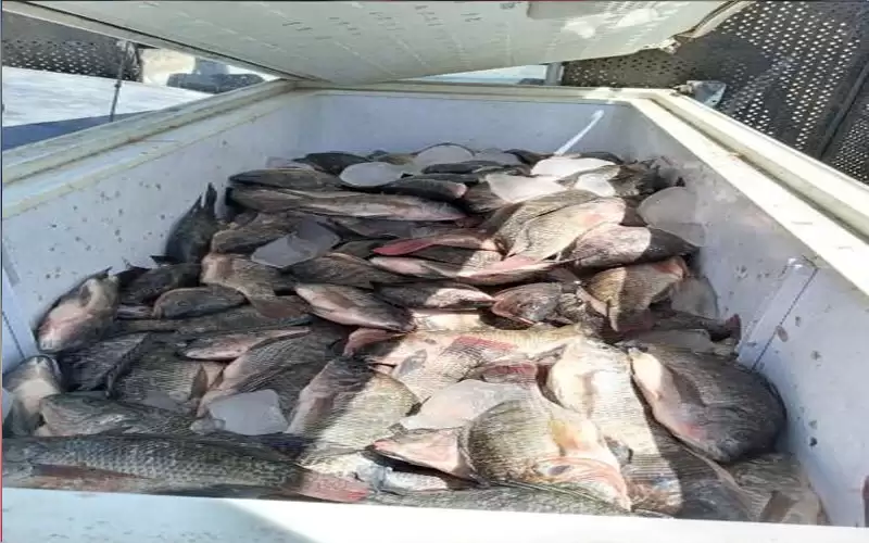 إتلاف 635 كغم أسماك غير صالحة