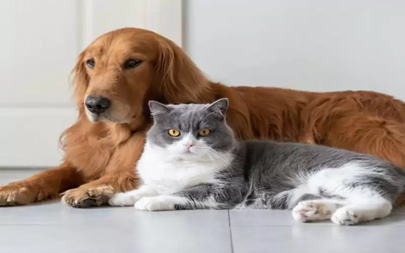 لندن تستعد لاجلاء 200 كلب وهر