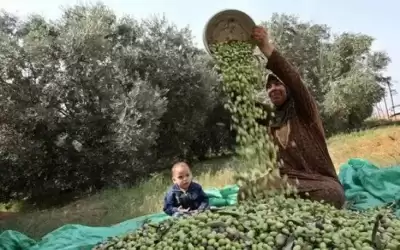 أسباب انخفاض انتاج الزيتون بالأردن