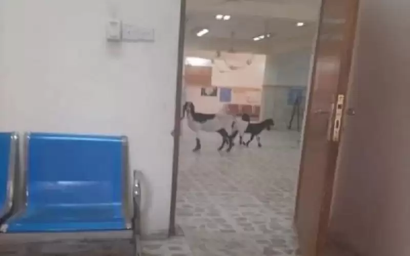 الصحة تنفي صحة صورة لماعز داخل