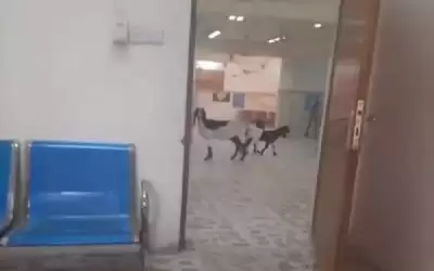 الصحة تنفي صحة صورة لماعز داخل