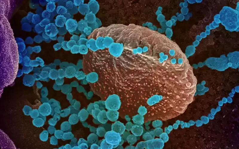 الجهاز المناعي قادر على تحصين جسم