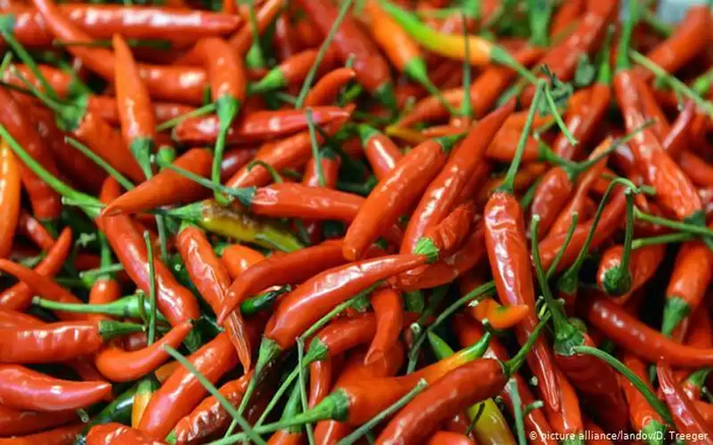 فوائد الفلفل الحار الصحية وأهميته واضراره