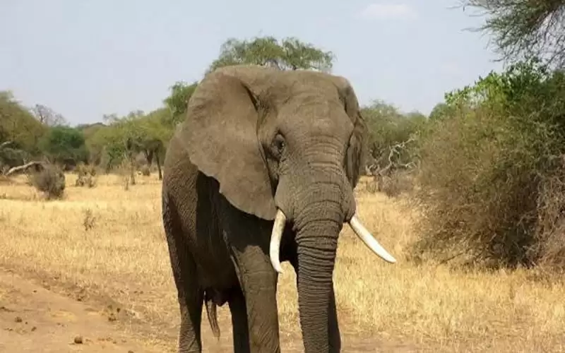 أنثى فيل في سريلانكا تضع توأما