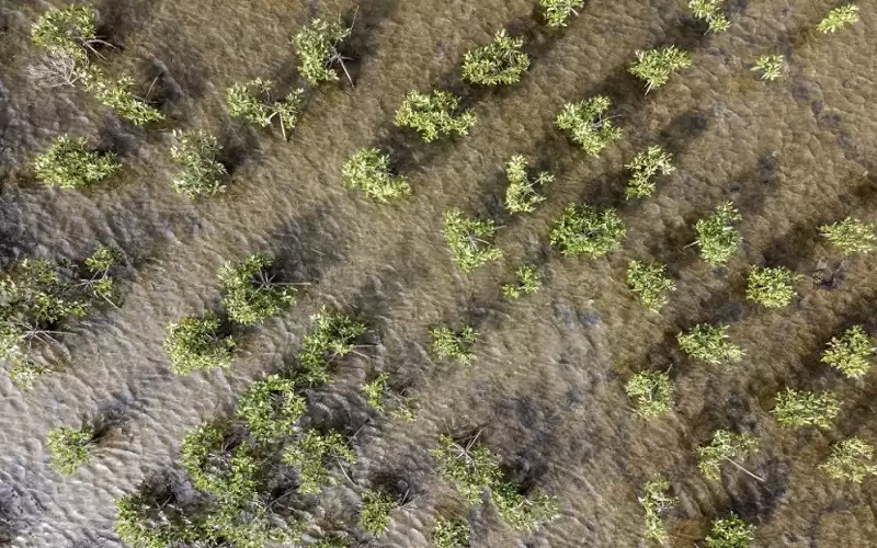 تقرير: ثلث أنواع الأشجار في العالم