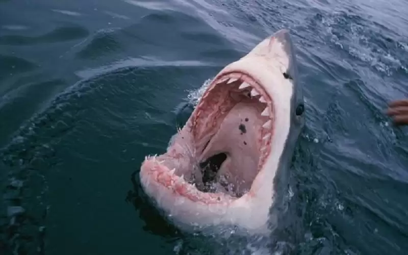 مقتل رجل في هجوم لسمكة قرش