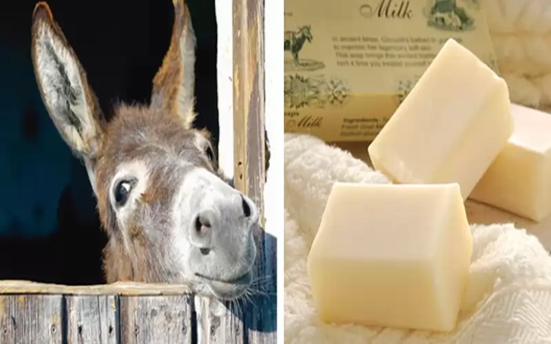 صابون حليب الحمير .. مكونات فريدة