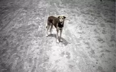 ضبط طبيب مصري عذب ممرضا وامره