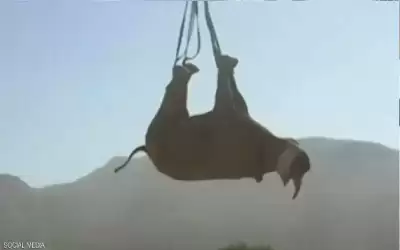 جوائز آي جي نوبل 2021 تكرم