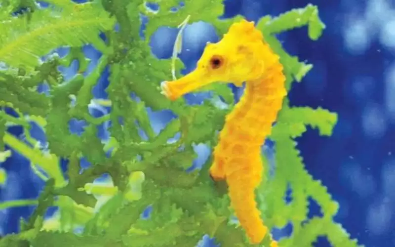 توقيف صيني في الإكوادور بحوزته أكثر