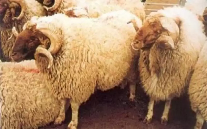 %1.5 ارتفاع عدد مواليد الأغنام في