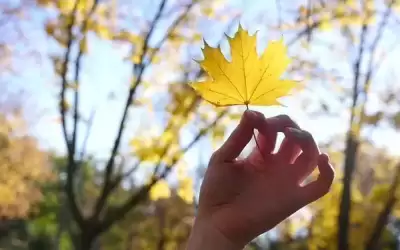 أجواء خريفية معتدلة الخميس