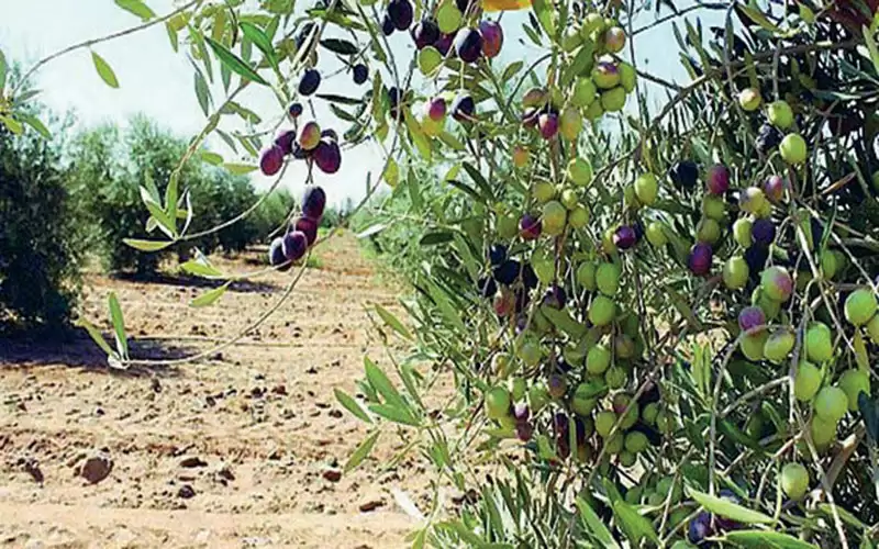 حنيفات: مهرجان الزيتون سيكون مختلفا