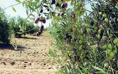 حنيفات: مهرجان الزيتون سيكون مختلفا