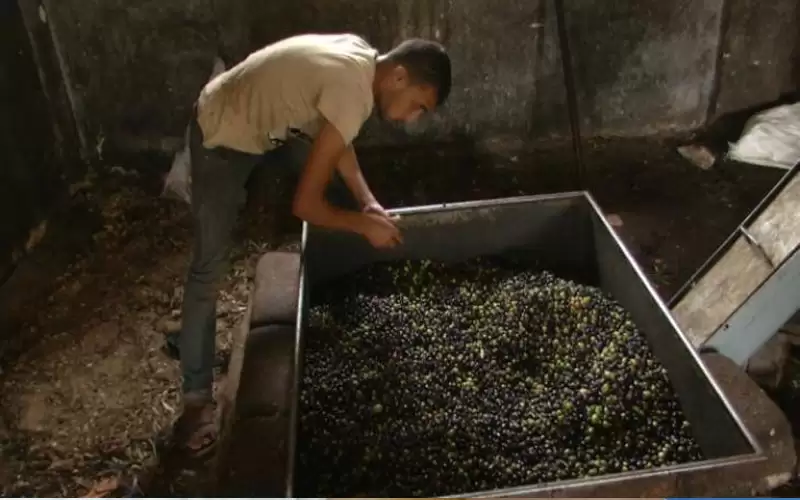 الزراعة: فتح معاصر الزيتون في 10تشرين