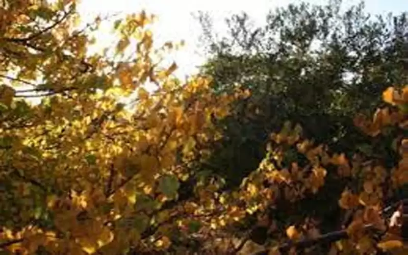 أجواء خريفية معتدلة