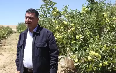 حنيفات: تحويل حيازات الأغنام الوهمية لمكافحة
