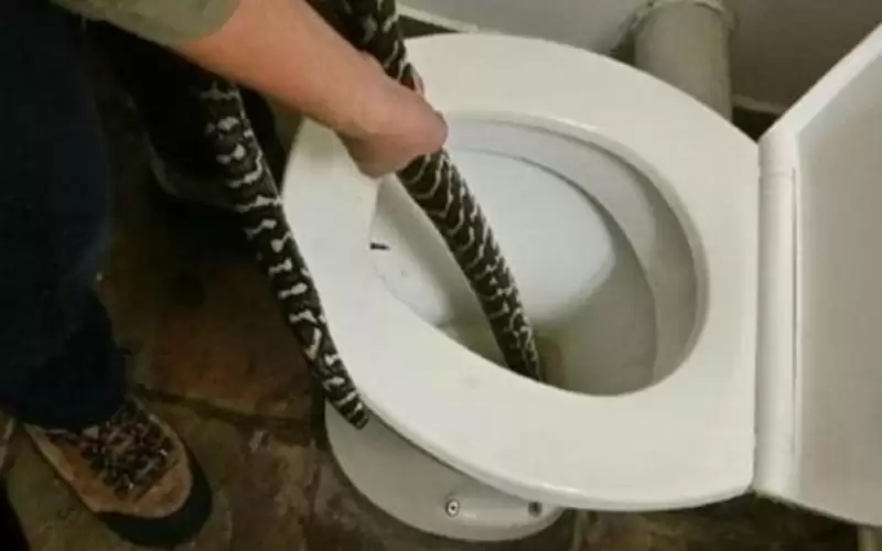 ثعبان يغدر بـ طفلة داخل مرحاض