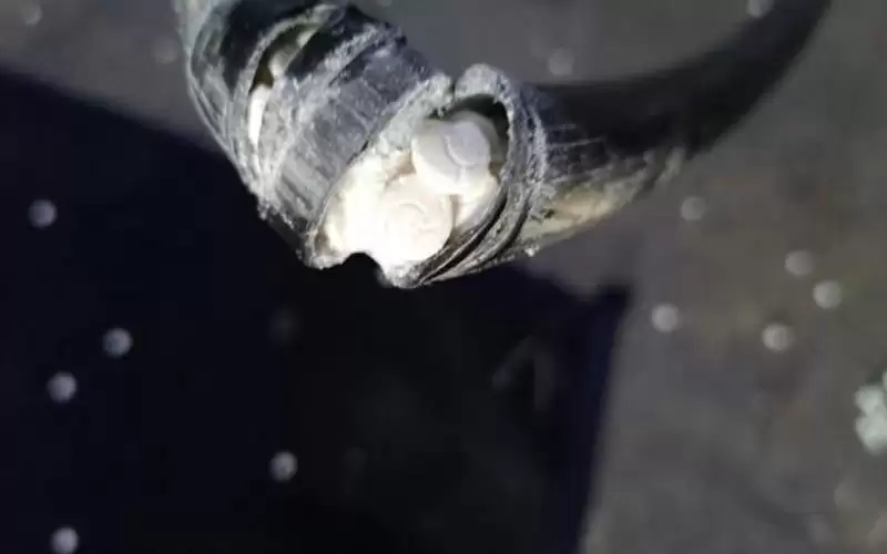 احباط تهريب نصف مليون حبة مخدرة